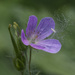 wild geranium and seeds