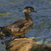 wood duck