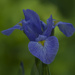southern blue flag iris