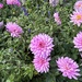 Dahlia 