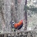 Little Red Rooster... 