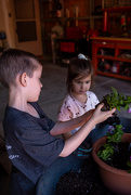25th May 2026 - planting 