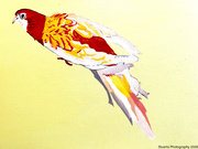 29th May 2026 - Eastern rosella (acrylic painting)