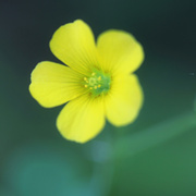 29th May 2026 - It's All About the Yellow