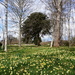 Daffodils at Brodie Castle