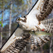 Close-up of an Osprey with lunch
