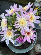 29th May 2026 - Dahlia (Starburst)