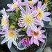 Dahlia (Starburst)
