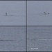 And here are my small whale photos!