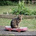 Skater girl.