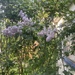 Lilacs in the Wind