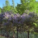 Vitex trees