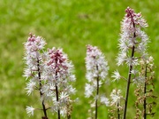 30th May 2026 - Foamflower