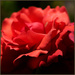 29 - Passionate Rose