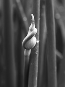 30th May 2026 - Shy One