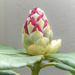 Rhododendron bud