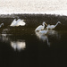 White Egret Gathering