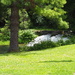 Trout hatchery