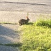 Bunny!