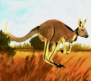 31st May 2026 - Kangaroo (acrylic painting)