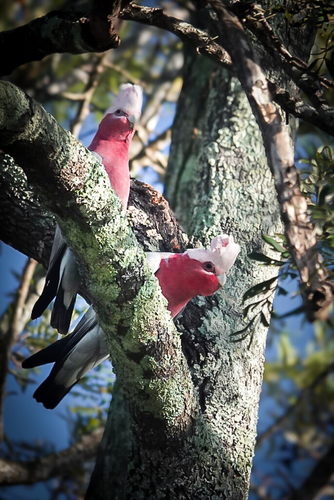Two galahs by terrip