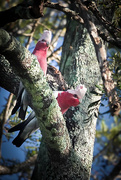 27th Apr 2026 - Two galahs