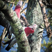 Two galahs