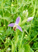 31st May 2026 - Our very special orchid.