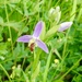 Our very special orchid.