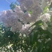 Lilacs in the Sun