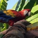 Parrot Day