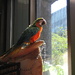 Parrot Day