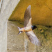 Swallow