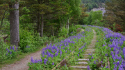31st May 2026 - Lupins