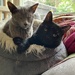 Nottis and Mökö