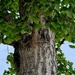 Ginko 