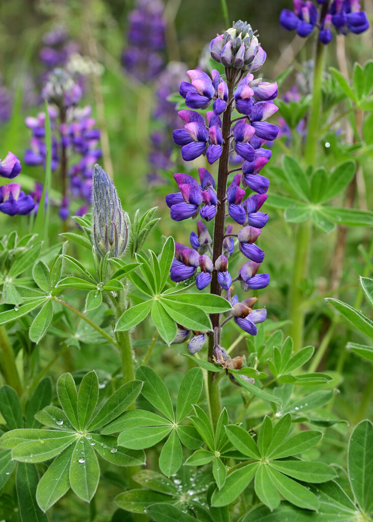 Lupins no.2 by khandro