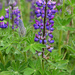 Lupins no.2