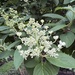 Becky’s hydrangea.