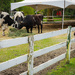 Watching the Cows