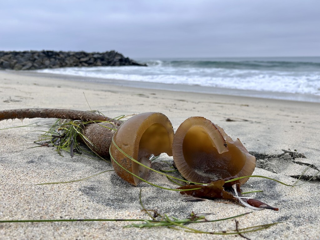 Bull Kelp Seaweed by loweygrace