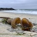 Bull Kelp Seaweed