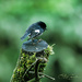 A Fleeting Encouter with a Tomtit