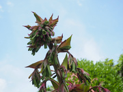 28th May 2026 - Beschorneria Yuccoides