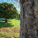 May Half'n'Half 31 - Autumn at the Cemetery