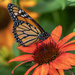 Majestic Monarch