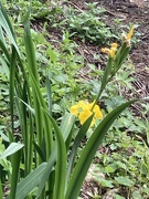 31st May 2026 - Iris by the water #30dayswild Day 1