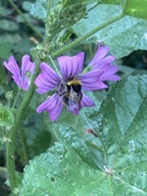 30th May 2026 - Bee-bombed!#30dayswild Day 1