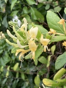 29th May 2026 - Honeysuckle #30dayswild Day 1