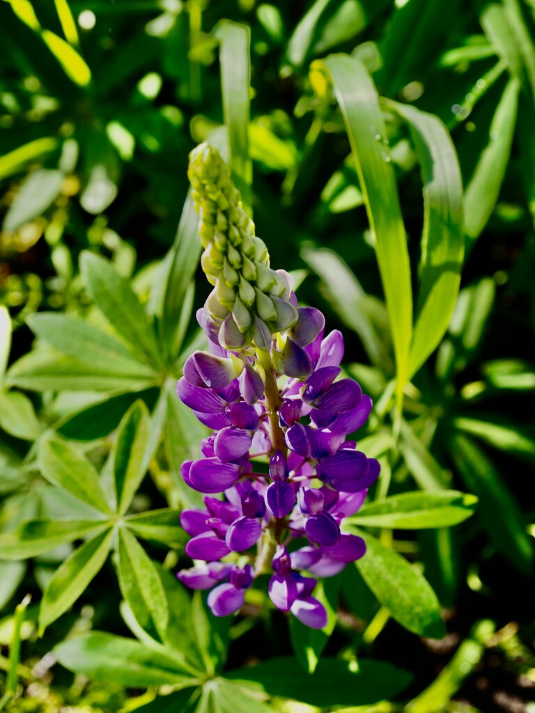 Lupine by vlc